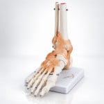 Foot Joint With Ligaments Life Size
